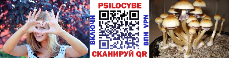 Купить закладки  Ставрополь  Галлюциногенные грибы GOLDEN TEACHER 